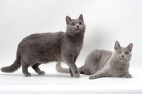 Picture of two Chartreux cats, one standing, one lying down