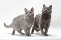 Picture of two Chartreux cats standing onwhite background