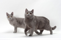 Picture of two chartreux cats