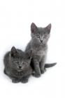 Picture of two Chartreux kittens on white background