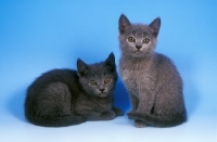 Picture of two Chatreux kittens on blue background