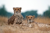 Picture of two Cheetahs