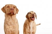 Picture of two Chesapeake Bay Retriever looking away