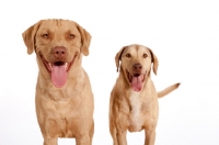 Picture of two Chesapeake Bay Retrievers looking at camera