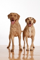 Picture of two Chesapeake Bay Retrievers on wooden floor