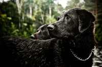 Picture of two chesapeake bay retrievers, they are very dark brown and lighting made them even darker