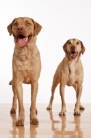 Picture of two Chesapeake Bay Retrievers