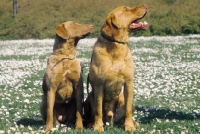 Picture of two chesapeake bay retrievers