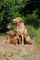 Picture of two Chesapeake Bay Retrievers