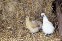 Picture of two chickens on straw