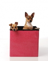 Picture of two Chihuahua dogs in a box