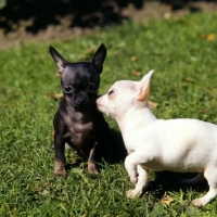 Picture of two chihuahua puppies having a word