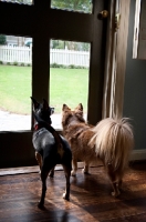 Picture of two chihuahuas looking out door
