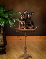 Picture of two Chihuahuas posing