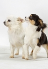 Picture of two Chihuahuas standing in studio