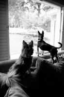 Picture of two chihuahuas standing on couch looking out window