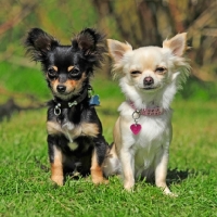 Picture of two Chihuahuas