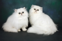 Picture of two chinchilla cats