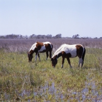 Picture of Two chincoteague ponies grazing on assateague island