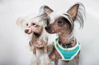 Picture of Two chinese crested dogs, one with clothes