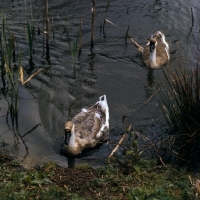 Picture of two chinese geese swimming