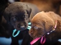 Picture of two chocolate Labrador Retriever puppies