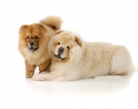 Picture of two Chows on white background