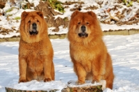 Picture of two Chows