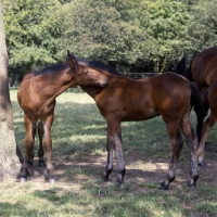Picture of two Cleveland Bay foals