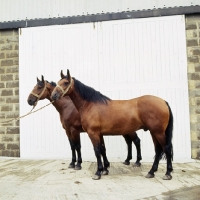 Picture of two Cleveland Bay geldings full body 