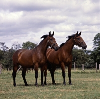 Picture of two Cleveland Bay mares