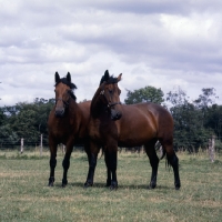Picture of two Cleveland Bays standing in field