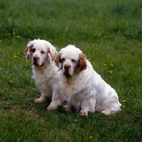 Picture of two clumber spaniels in usa,  am ch cypress woods certified copy, am ch arrelmountâ€™s nigel of rivendell