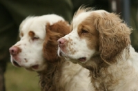 Picture of two Clumber Spaniels looking ahead