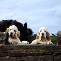 Picture of two clumber spaniels looking over a stone wall