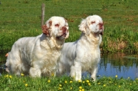 Picture of two Clumber Spaniels
