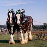 Picture of two clydesdale horses with brasses and decorations at competition