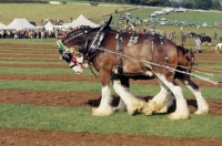 Picture of two Clydesdales in harness at ploughing competition