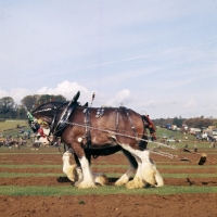 Picture of two Clydesdales in harness at ploughing competition