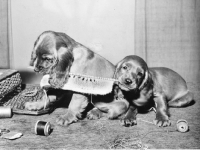 Picture of two Cocker Spaniel puppies chewing things