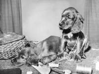 Picture of two Cocker Spaniel puppies