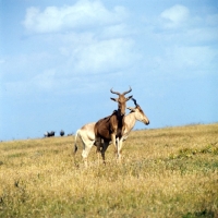 Picture of two coke's hartebeest, nairobi np