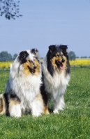 Picture of two Collies, one blue merle, one tri-colour