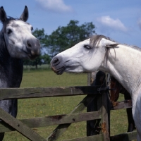 Picture of two Connemara ponies arguing head and shoulder 