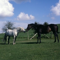 Picture of two connemara ponies meeting each other
