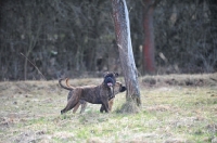 Picture of two Continental Bulldogs in the distance