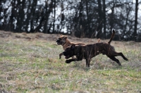 Picture of two Continental Bulldogs running