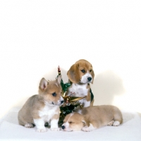 Picture of two corgis and a beagle puppy with christmas decoration