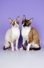 Picture of two cornish rex cats, sitting