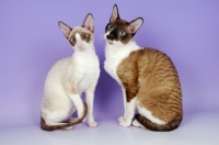 Picture of two cornish rex cats together
